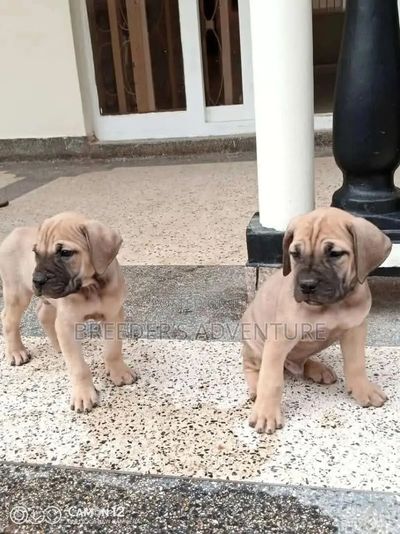 1-3 Months Male Purebred Boerboel