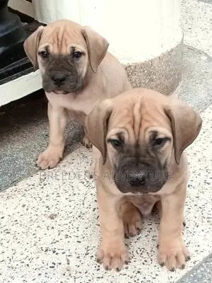 1-3 Months Male Purebred Boerboel