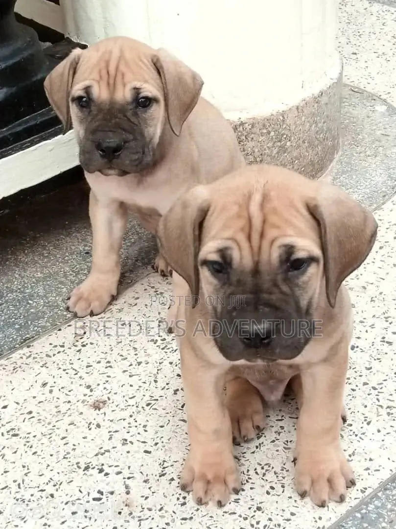 1-3 Months Male Purebred Boerboel