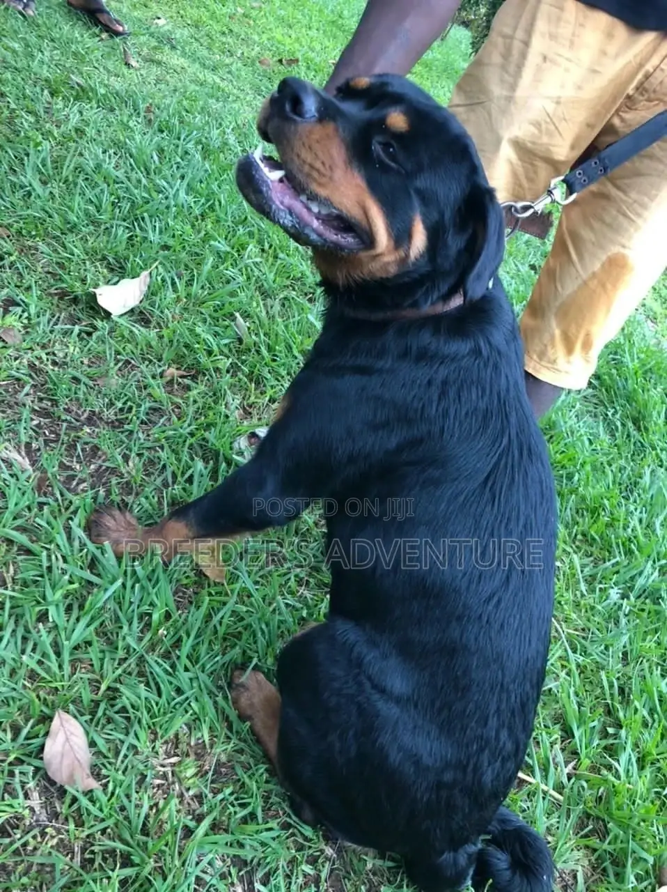 6-12 Months Male Purebred Rottweiler
