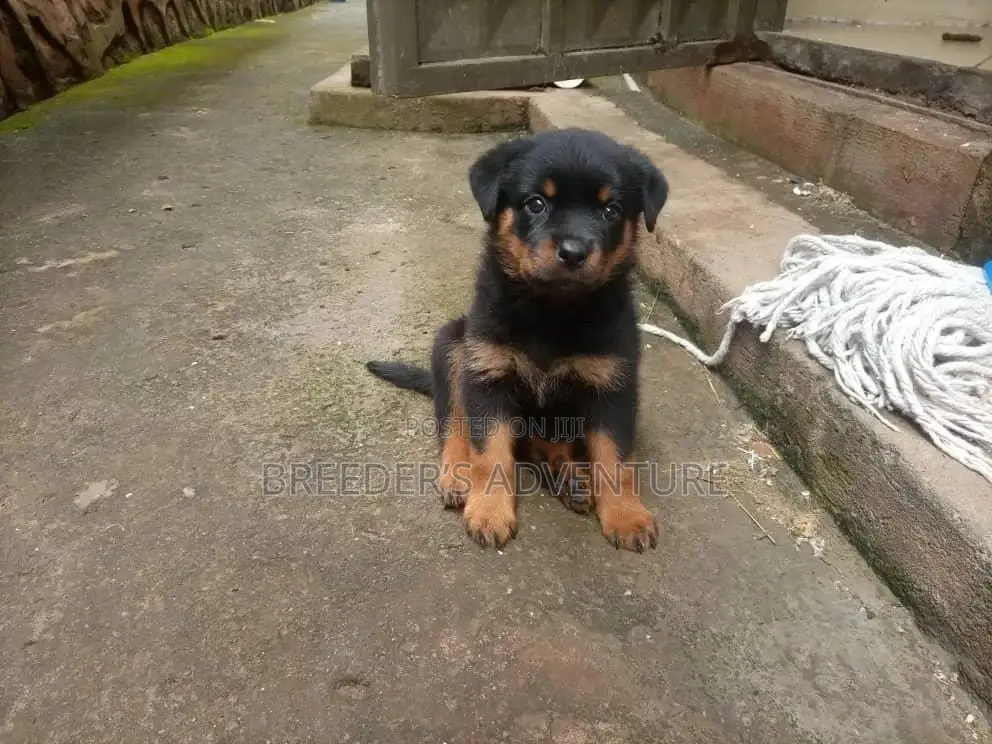 1-3 Months Female Purebred Rottweiler