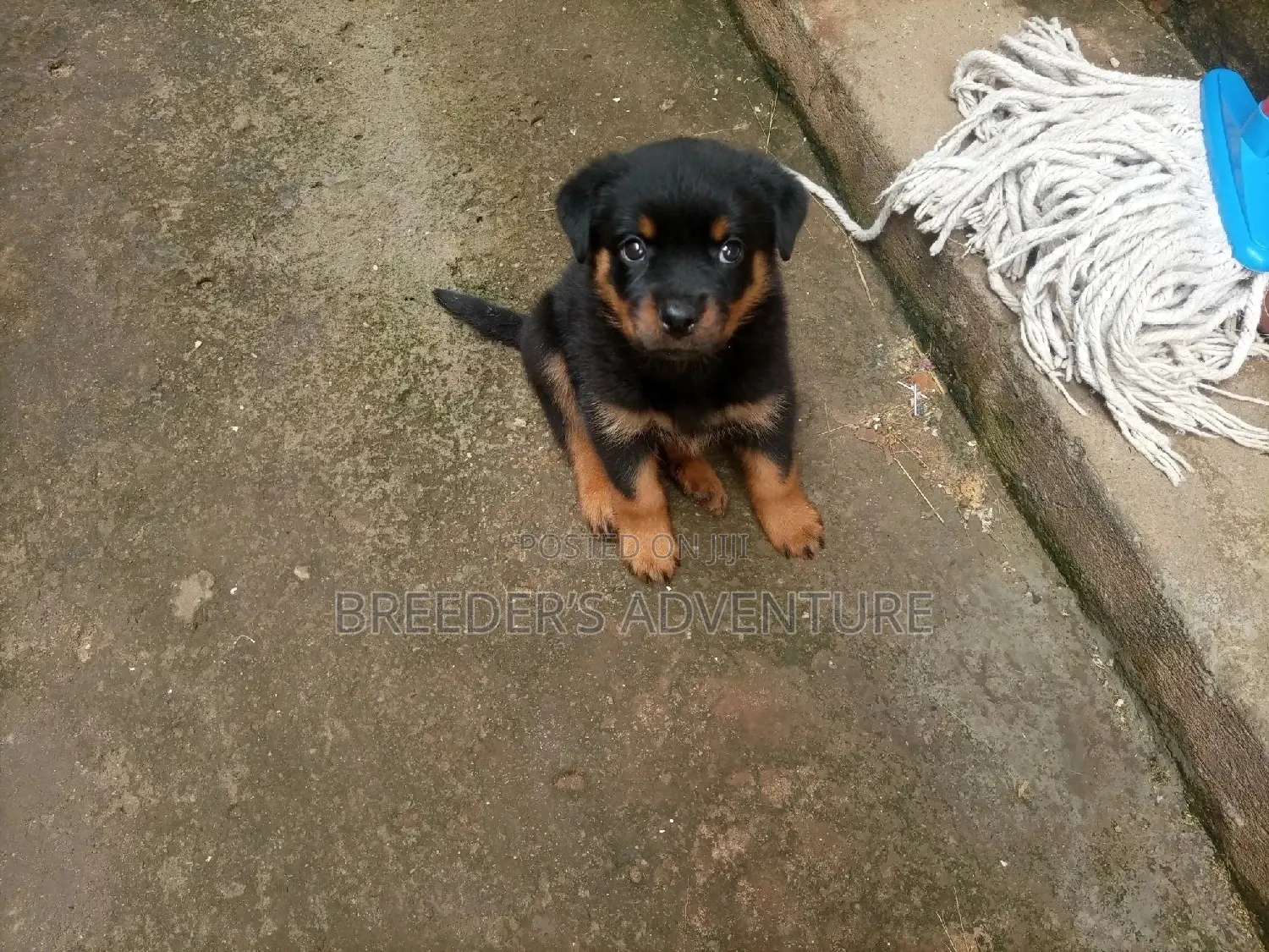 1-3 Months Female Purebred Rottweiler