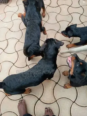 1-3 Months Male Purebred Rottweiler