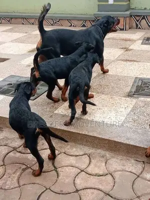 1-3 Months Male Purebred Rottweiler