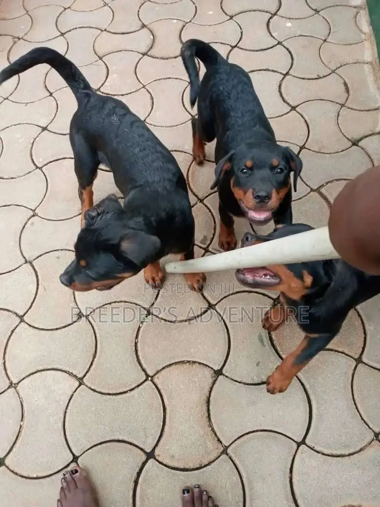 1-3 Months Male Purebred Rottweiler