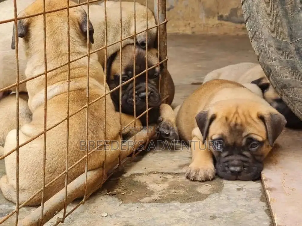 1-3 Months Male Purebred Bullmastiff