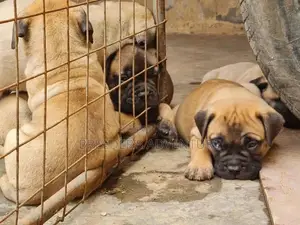 1-3 Months Male Purebred Bullmastiff