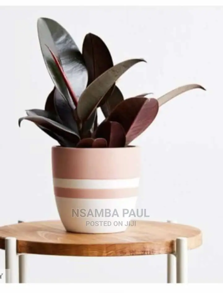 Are Small Pot