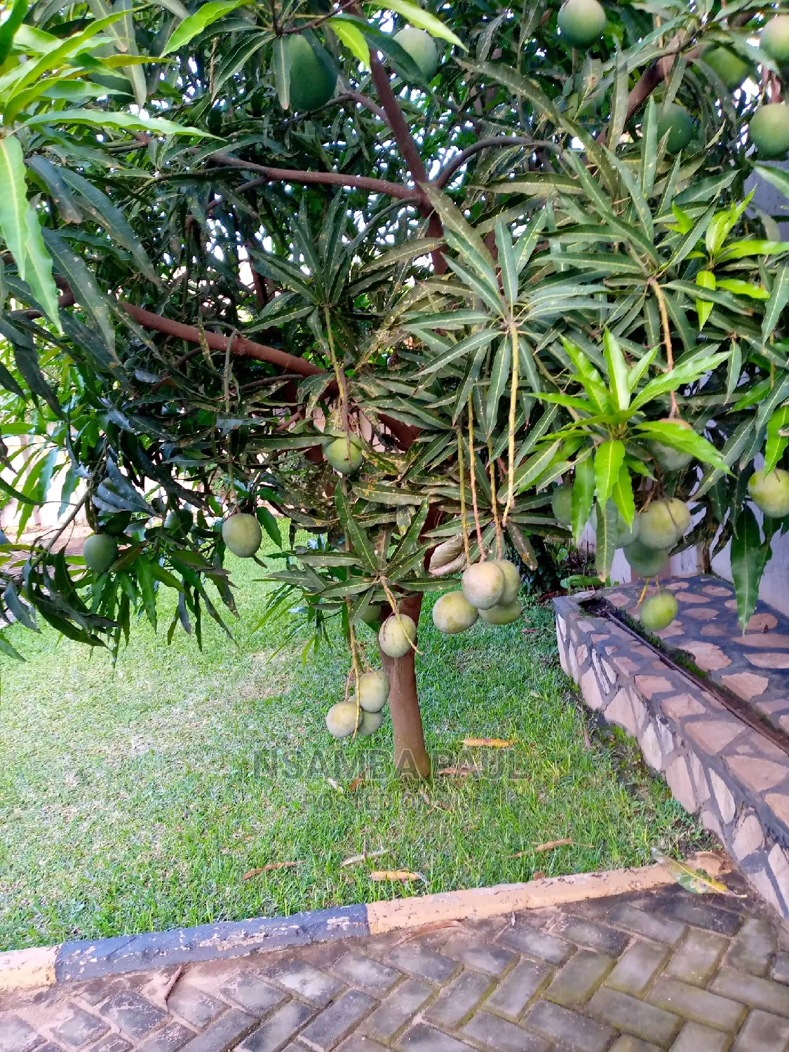 Apple Mango