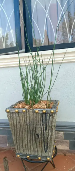 Beautiful Planters Plants Flowers to Style Up Your Property