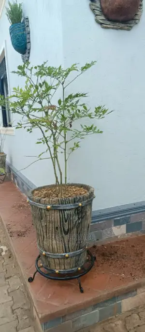 Beautiful Planters Plants Flowers to Style Up Your Property
