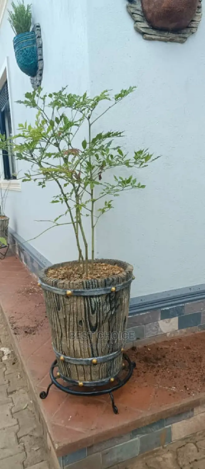 Beautiful Planters Plants Flowers to Style Up Your Property