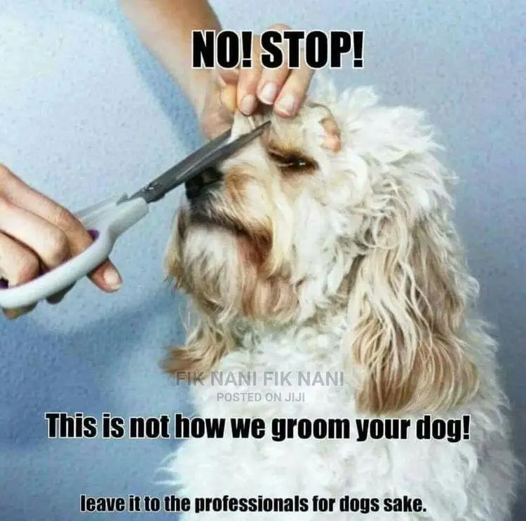 Pet Grooming