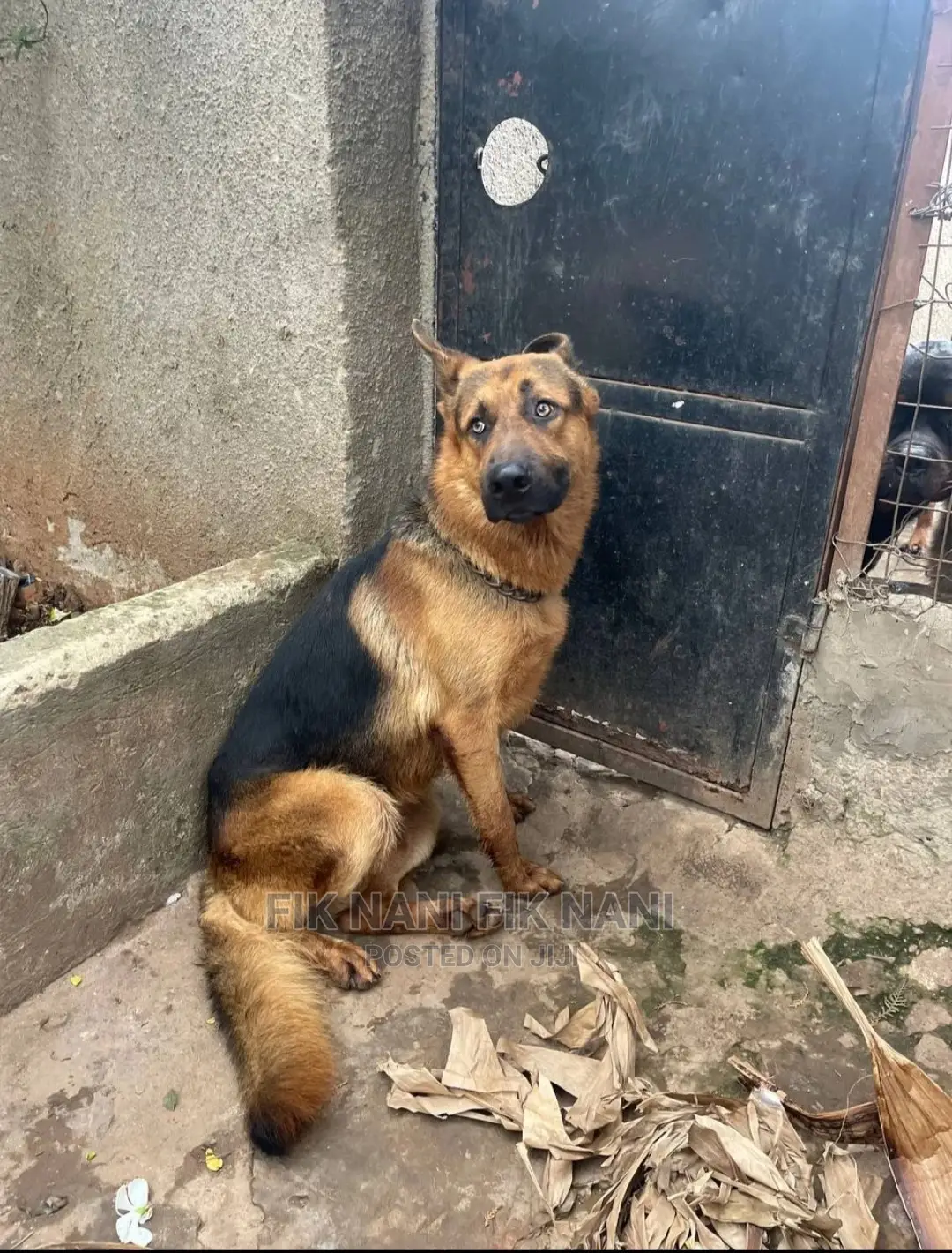 6-12 Months Male Purebred German Shepherd