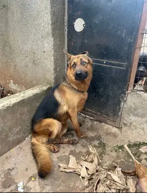 6-12 Months Male Purebred German Shepherd