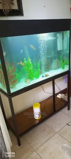 Photo - The Best Aquarium With Nice Interior