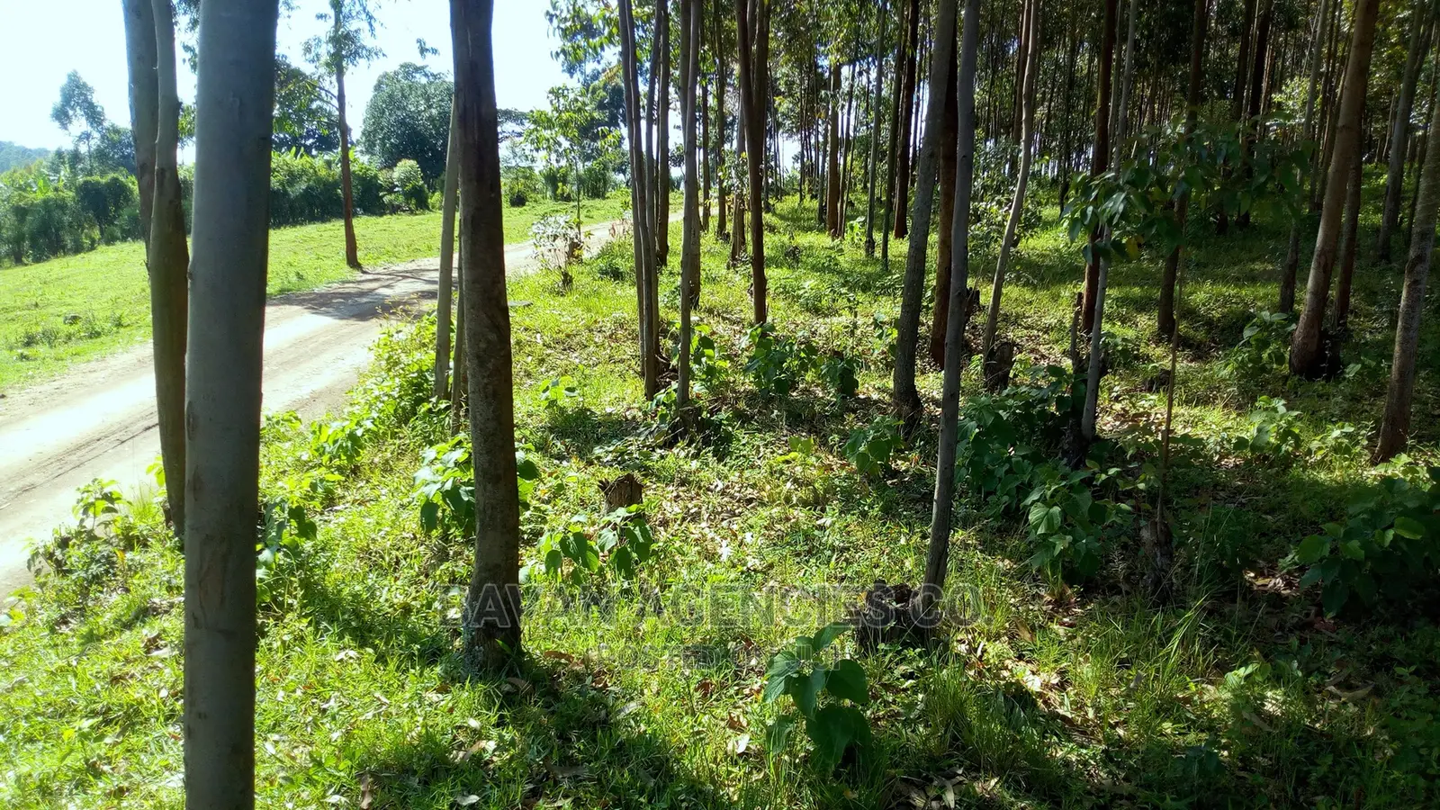 18 Acres of Titled Hill Top Land for Sale in Fort Portal