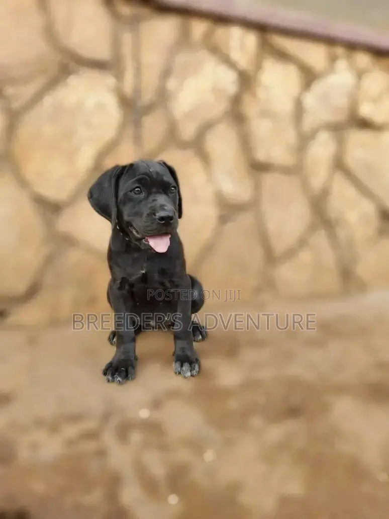 1-3 Months Female Purebred Boerboel