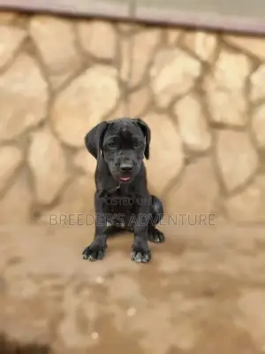 1-3 Months Female Purebred Boerboel