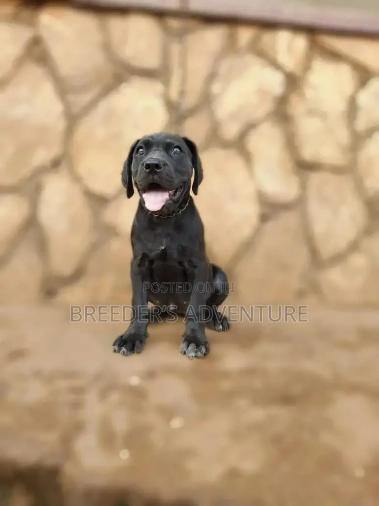 1-3 Months Female Purebred Boerboel