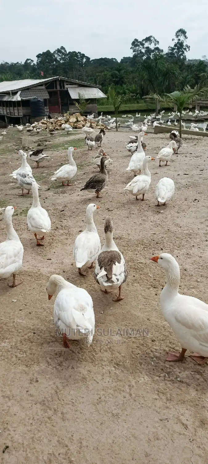 Geese for Home Security in Mature Size