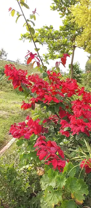 Gardening and Flowering 