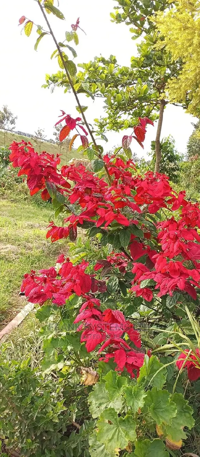 Gardening and Flowering 