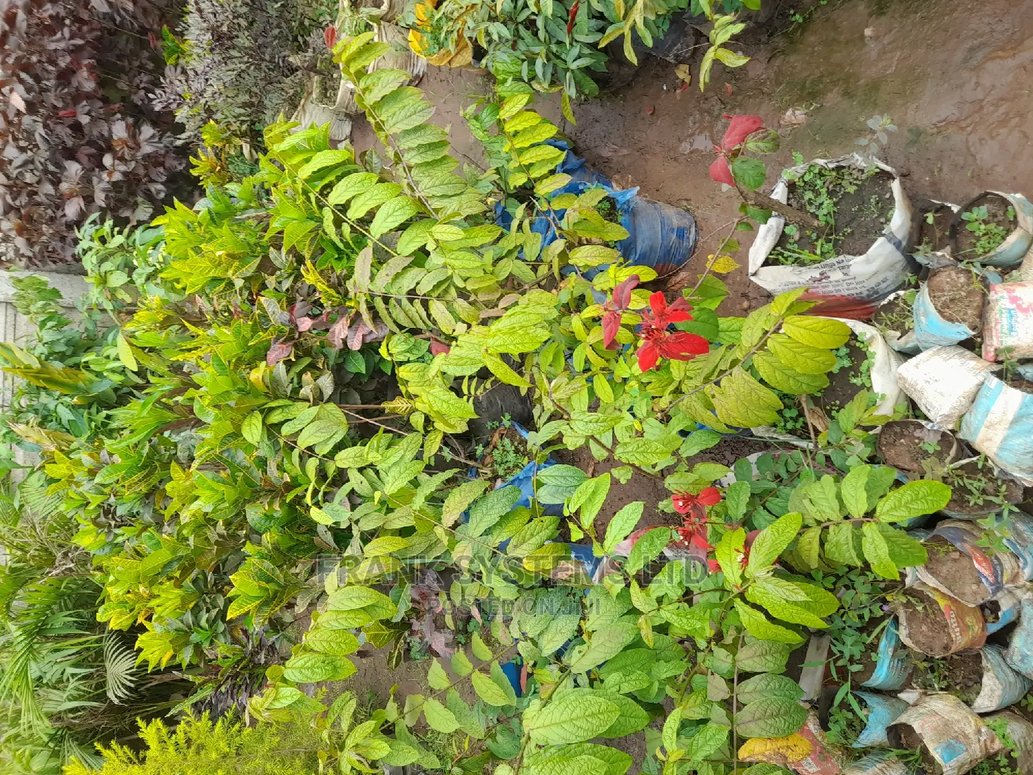 Gardening,Leveling and Flowering