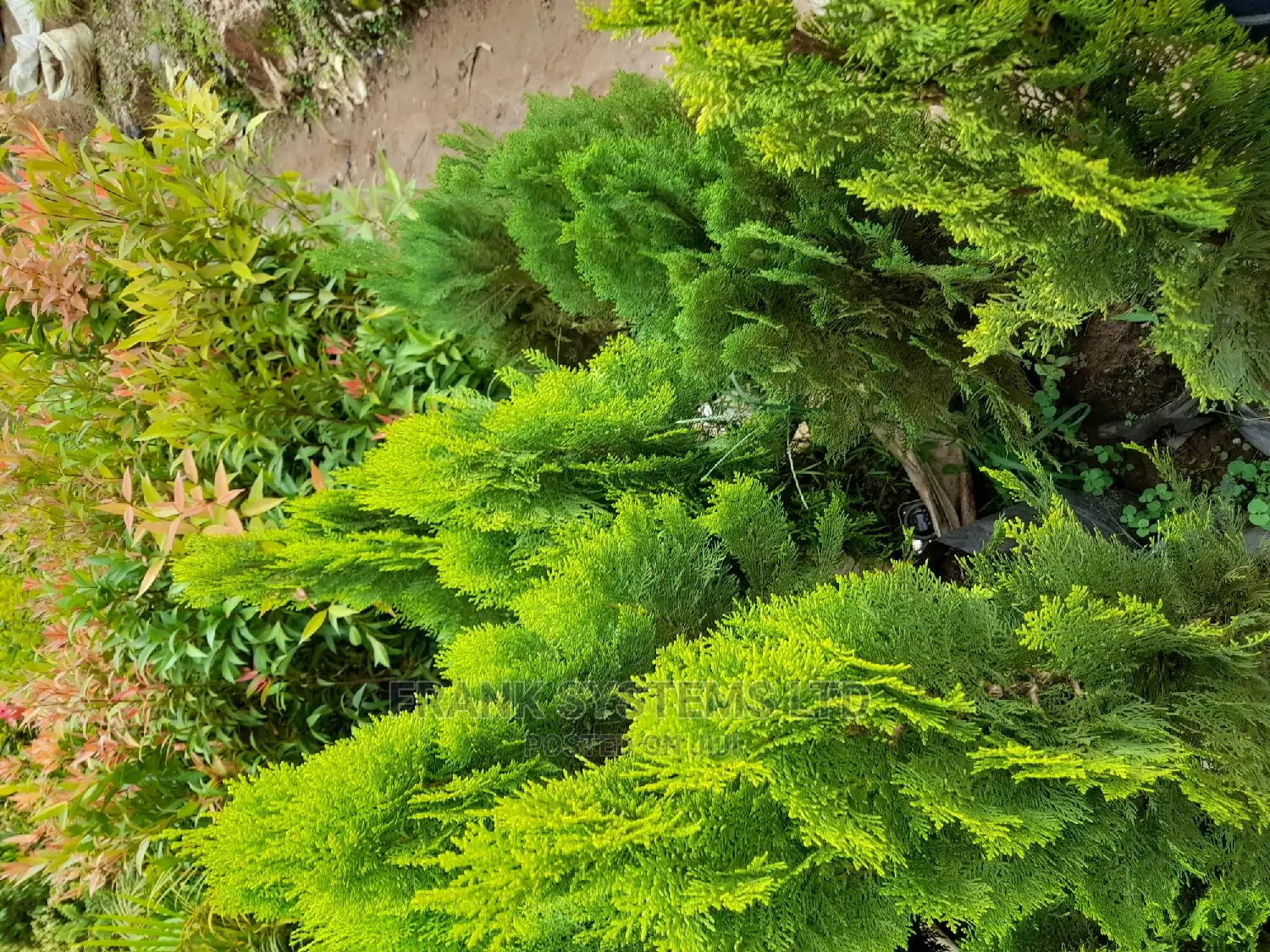 Gardening,Leveling and Flowering