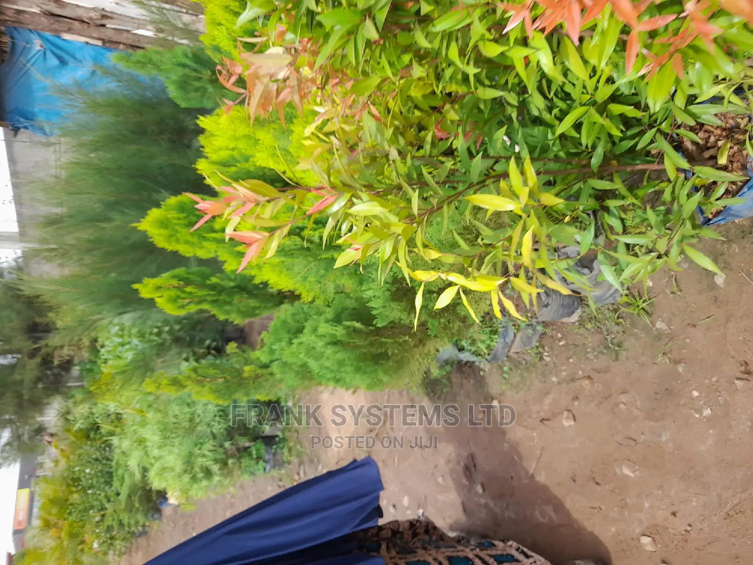 Gardening,Leveling and Flowering