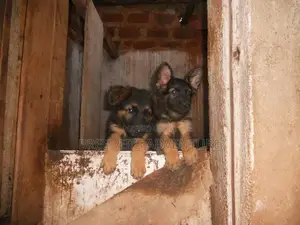 1-3 Months Male Purebred German Shepherd