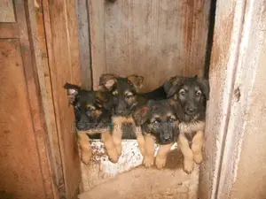 1-3 Months Male Purebred German Shepherd