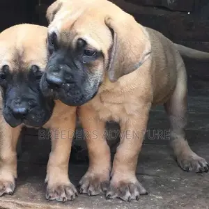 1-3 Months Male Purebred Boerboel