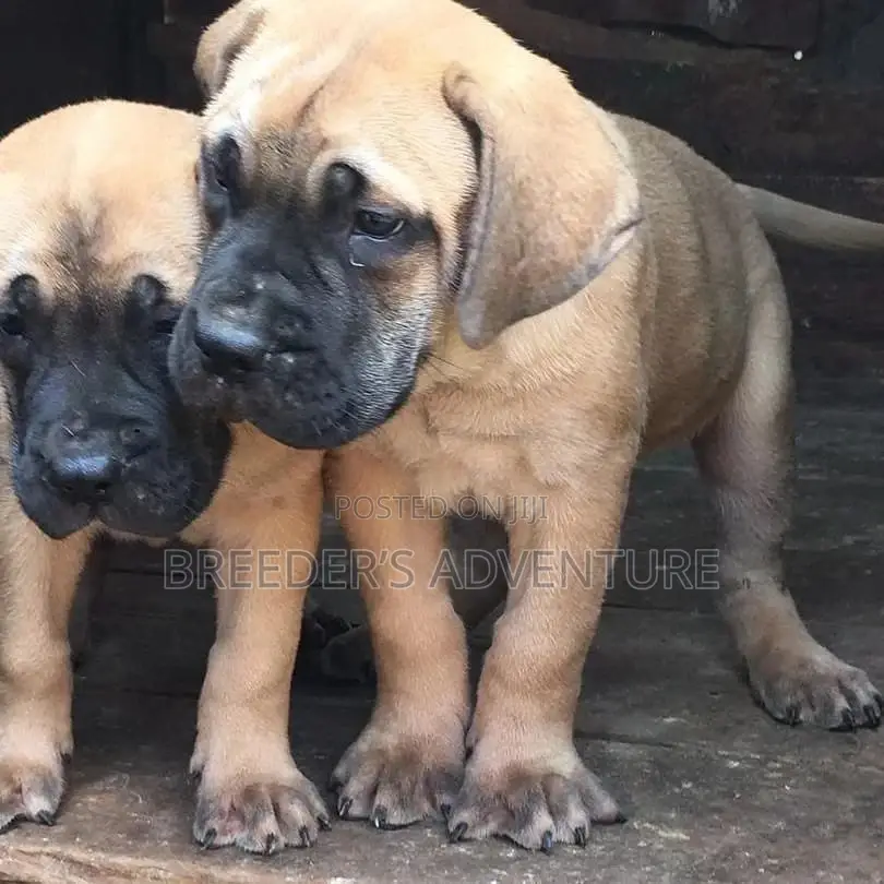 1-3 Months Male Purebred Boerboel
