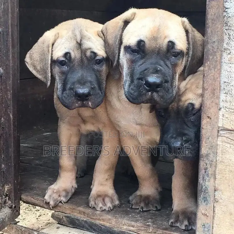 1-3 Months Male Purebred Boerboel