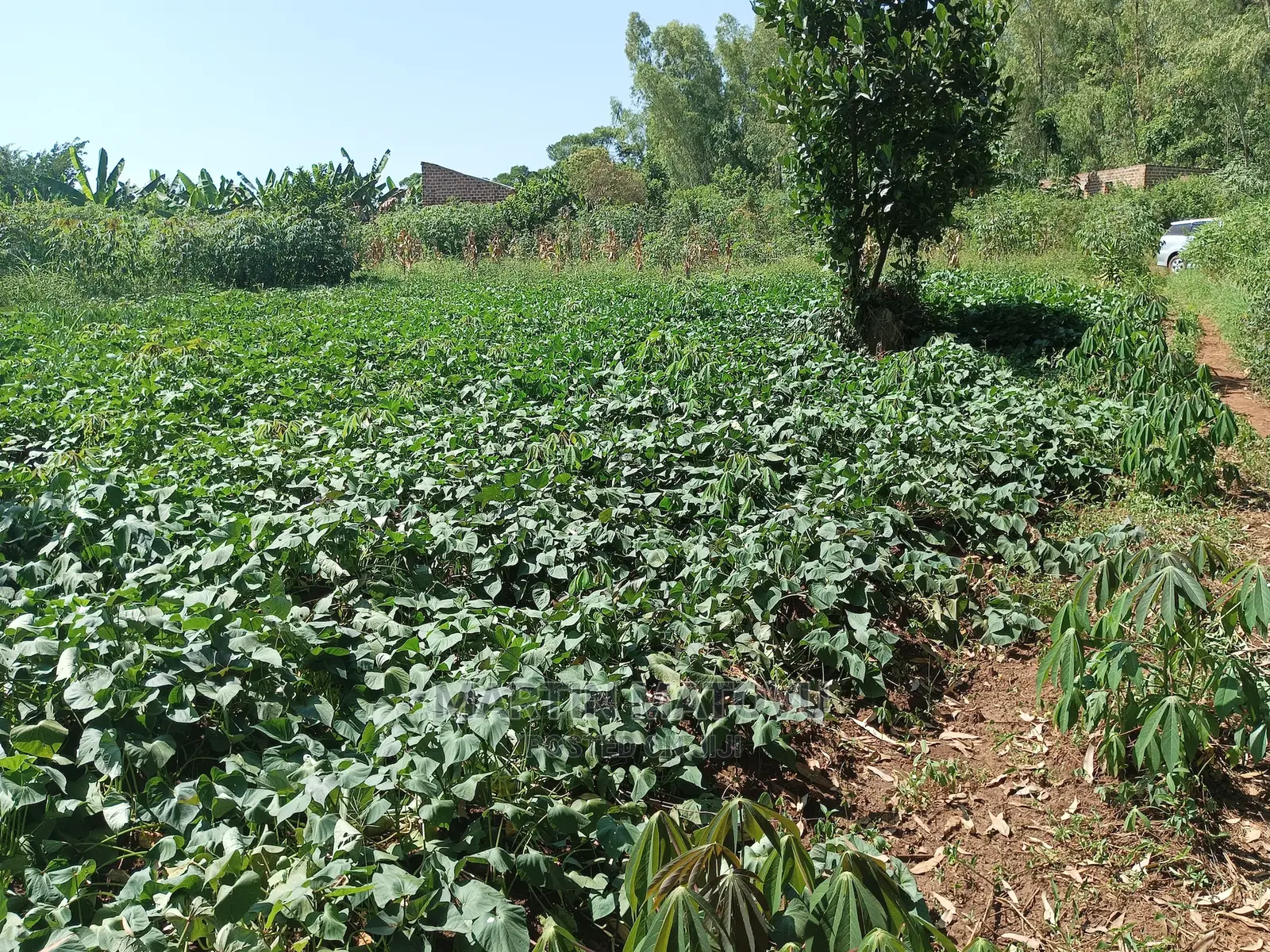 Kabaka Land, Gayaza-bugema, Bunsule Village