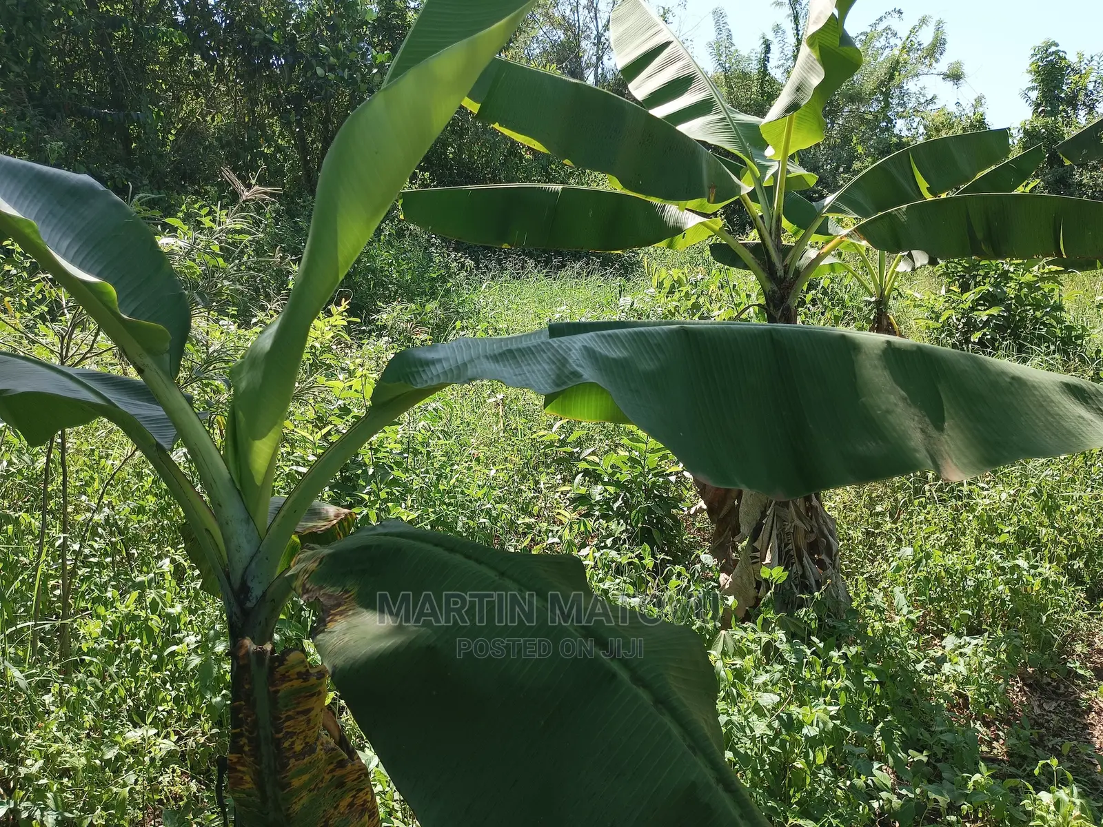 Kabaka Land, Gayaza-bugema, Bunsule Village