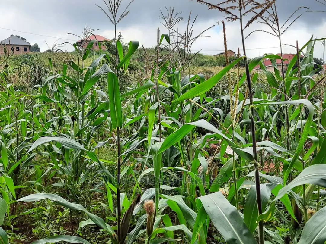 12decimals Plot of Land for Sale in Buwate