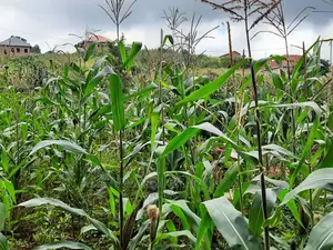 12decimals Plot of Land for Sale in Buwate