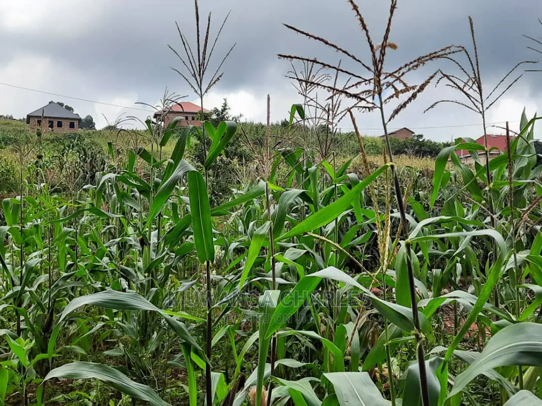 12decimals Plot of Land for Sale in Buwate