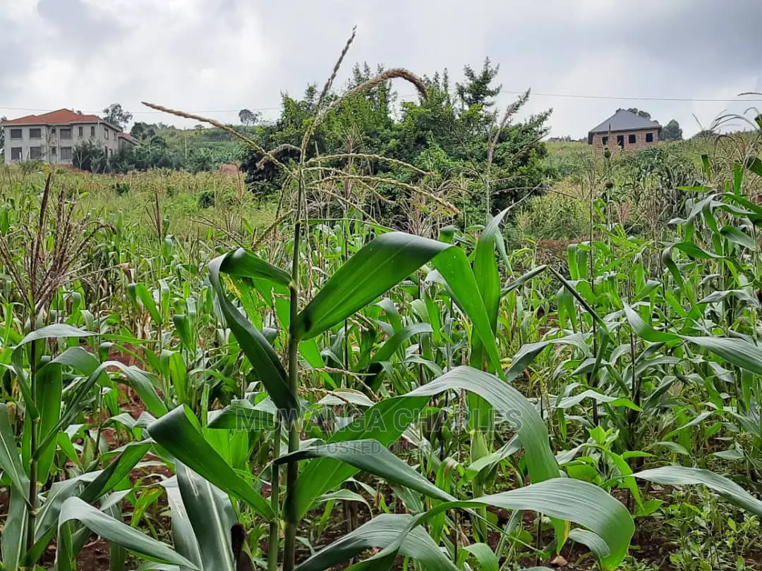 12decimals Plot of Land for Sale in Buwate