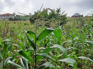 12decimals Plot of Land for Sale in Buwate