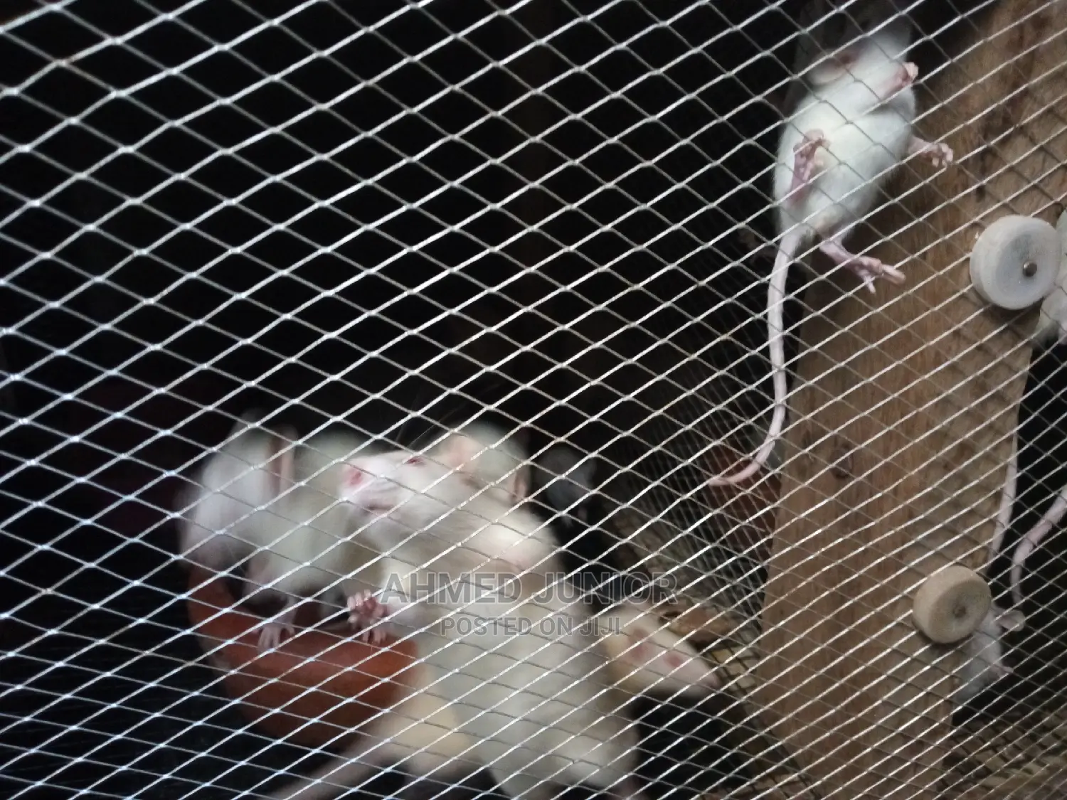 Rats for Sale