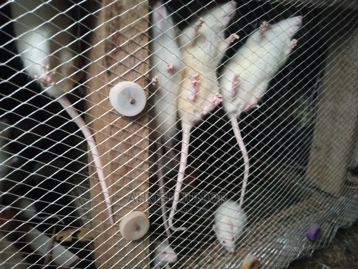 Rats for Sale