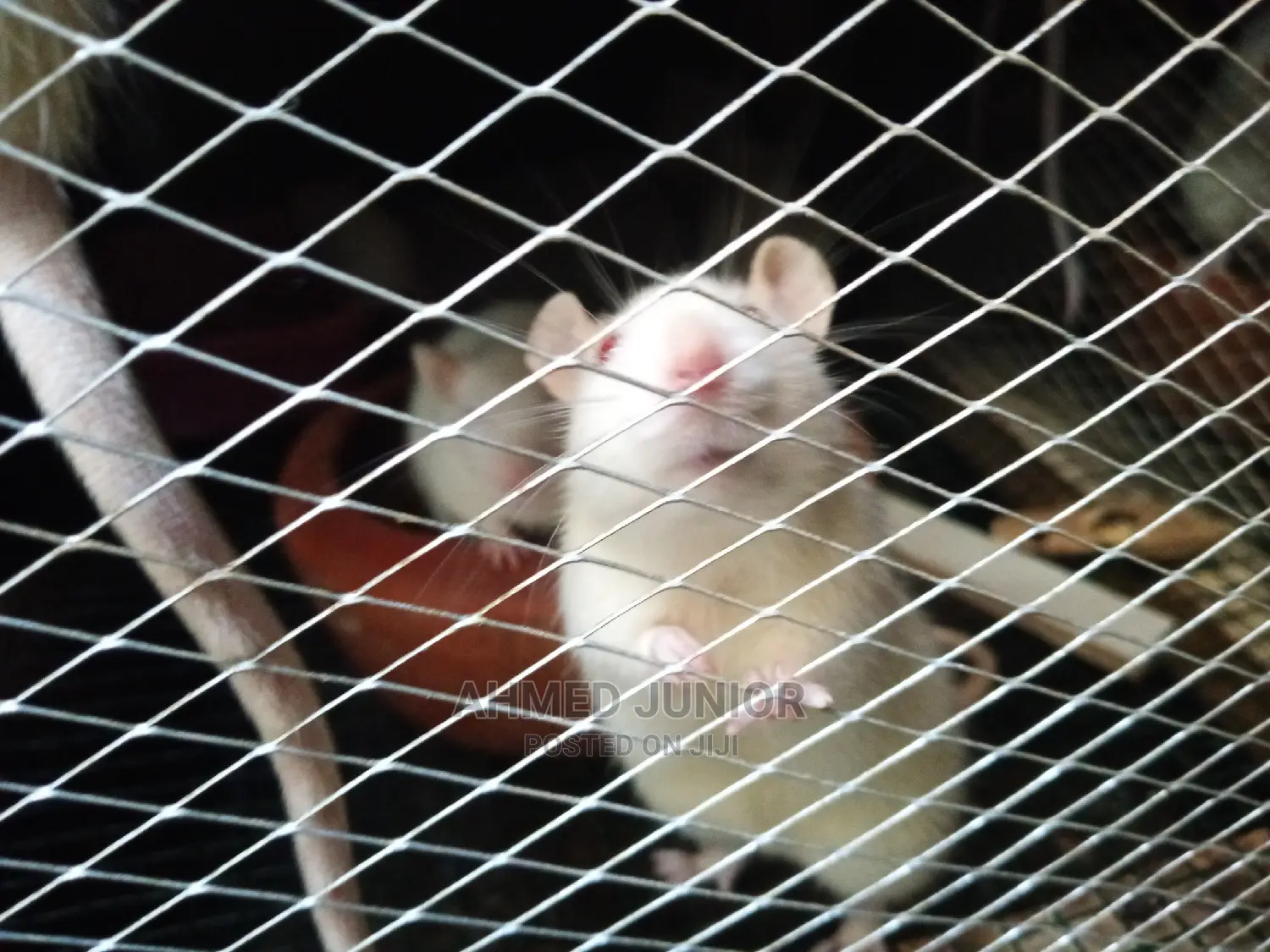 Rats for Sale