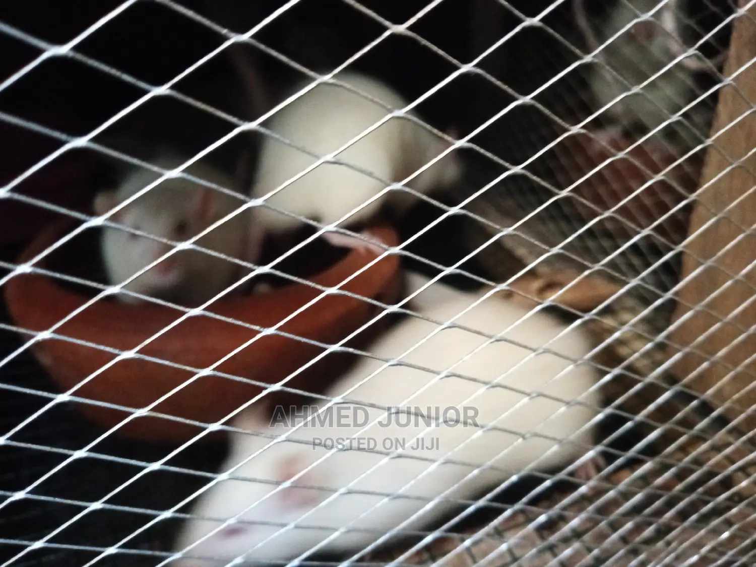 Rats for Sale