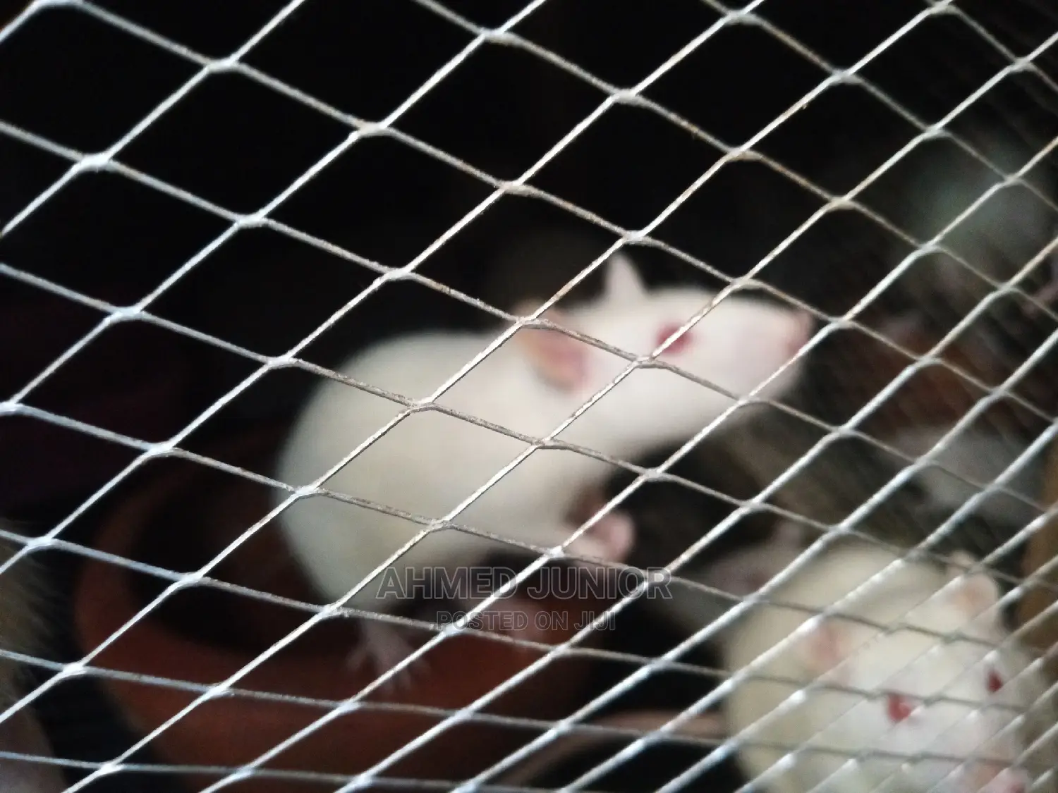 Rats for Sale