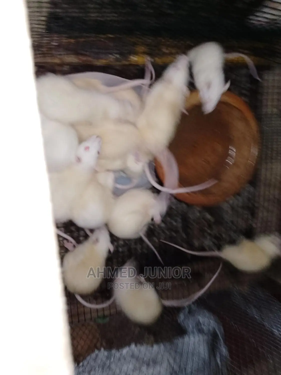 Rats for Sale