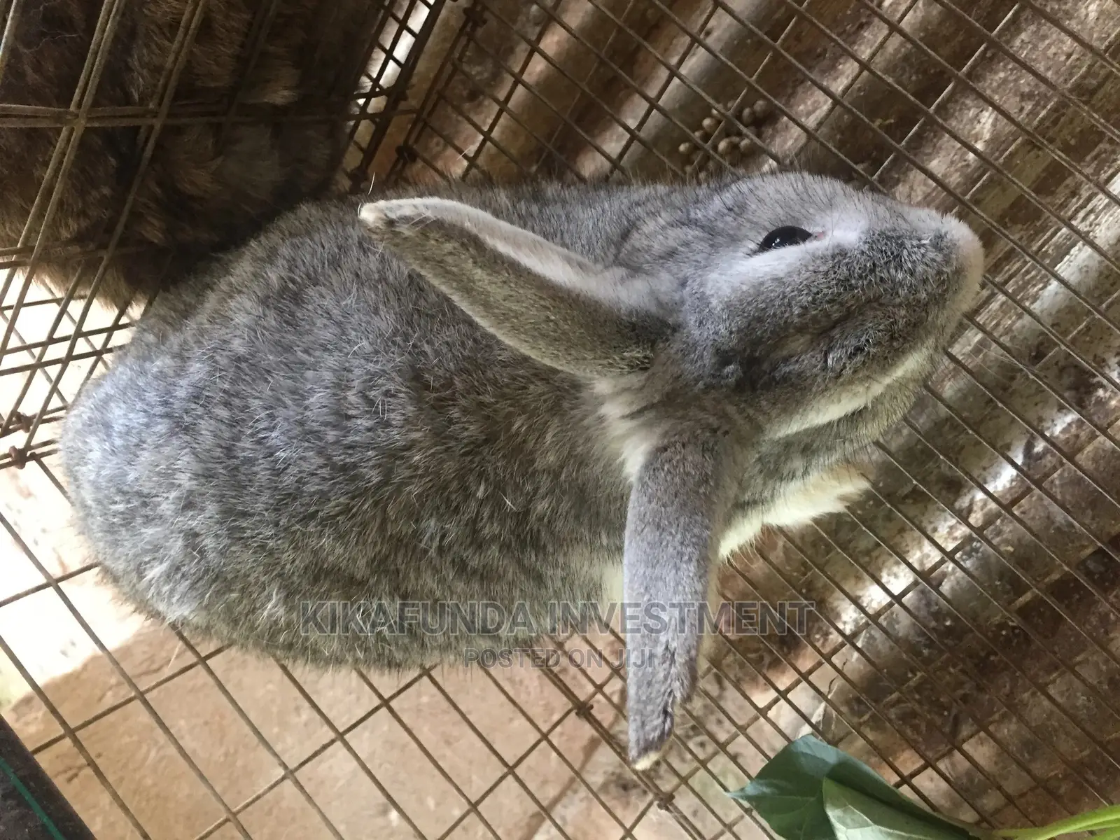 Grey Male Chinchillas