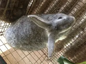 Grey Male Chinchillas
